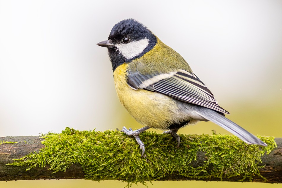 Sikora Bogatka.    . Zdjęcie 339129