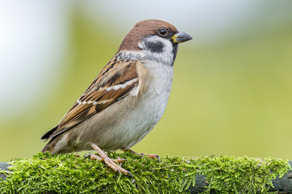 Mazurek. . Zdjęcie 338820