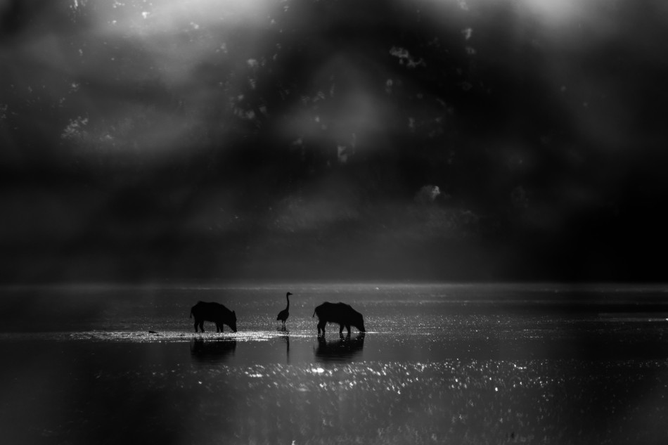 amigamedia - Nocna zmiana. Dzik (Sus scrofa)  Czapla siwa (Ardea cinerea) Przyroda naszego regionu - Wielikąt. Sony ILCE-1+Sony SEL200600G FE 200-600mm f/5.6-6.3 G OSS. Przysłona: F/6,3-Czas ekspozycji-1/2500 s-ISO-400-Ogniskowa-571 mm.. Zdjęcie 338149