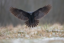 Black Angel
