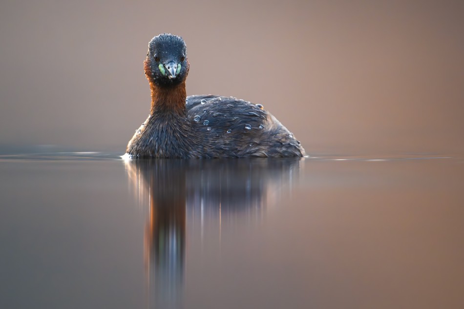 Perkozek . . Zdjęcie 339602