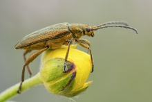 Golden beetle