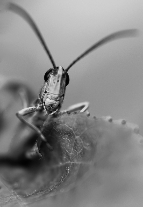fosa - Na fali. . Zdjęcie 246178