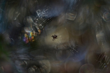Araneus diadematus
