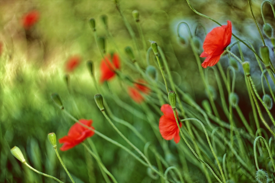 Podmuchem wiatru malowane. . Zdjęcie 221539