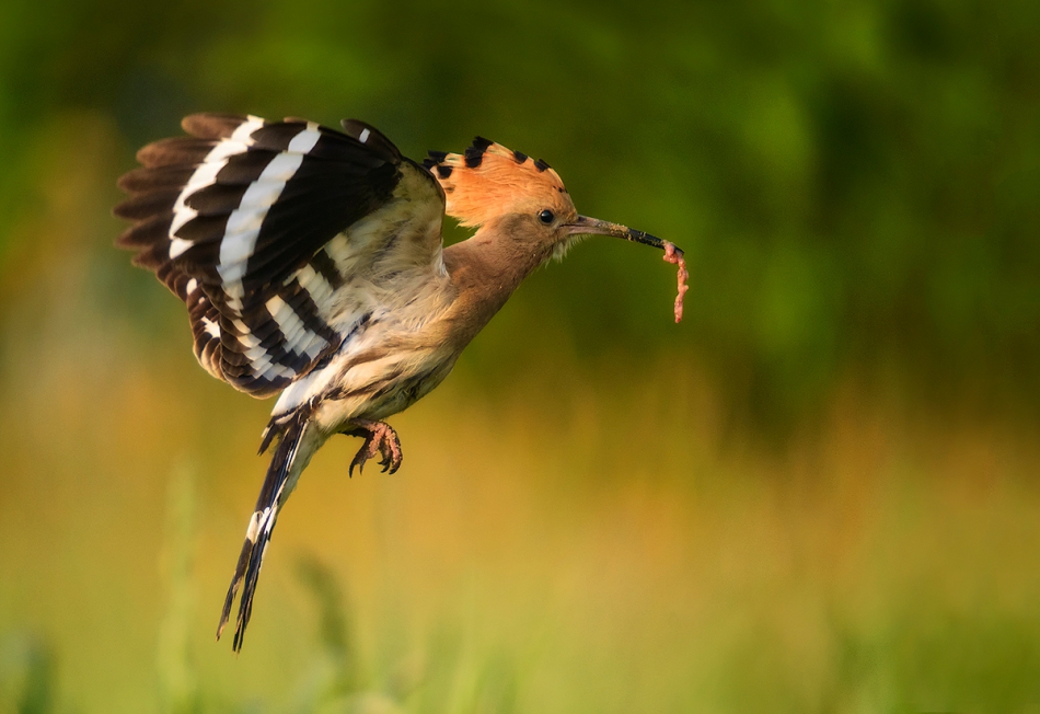 robertsoul - Przekąska.... Dudek (Upupa epops) Eurasian Hoopoe. Zdjęcie 168792