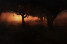 Dark Side of the Woods...