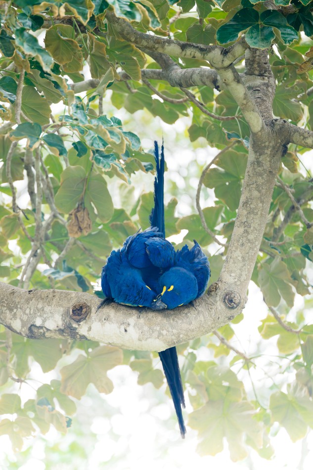 Intymny rytuał. W Pantanalu obserwowałem rytuał godowy ar hiacyntowych, największych papug świata. Gatunek ten słynie z silnych więzi partnerskich, które wzmacniane są poprzez delikatne gesty, takie jak dotykanie się dziobami i wzajemne czyszcze