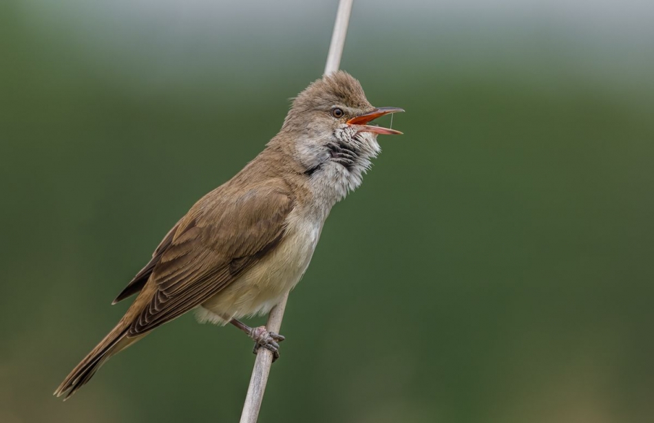 Trzciniak . . Zdjęcie 336979