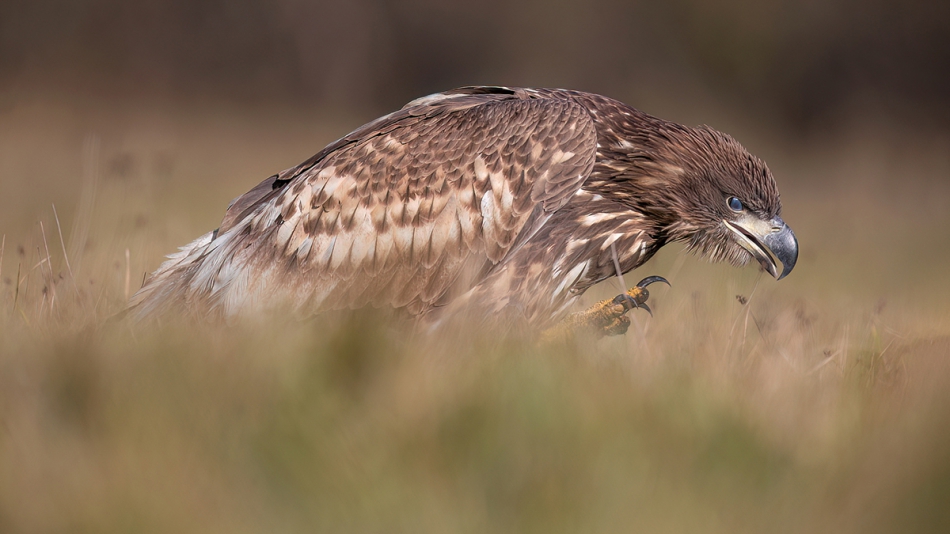 rybo_lub - Skradacz. . Zdjęcie 309288