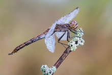 Sympetrum