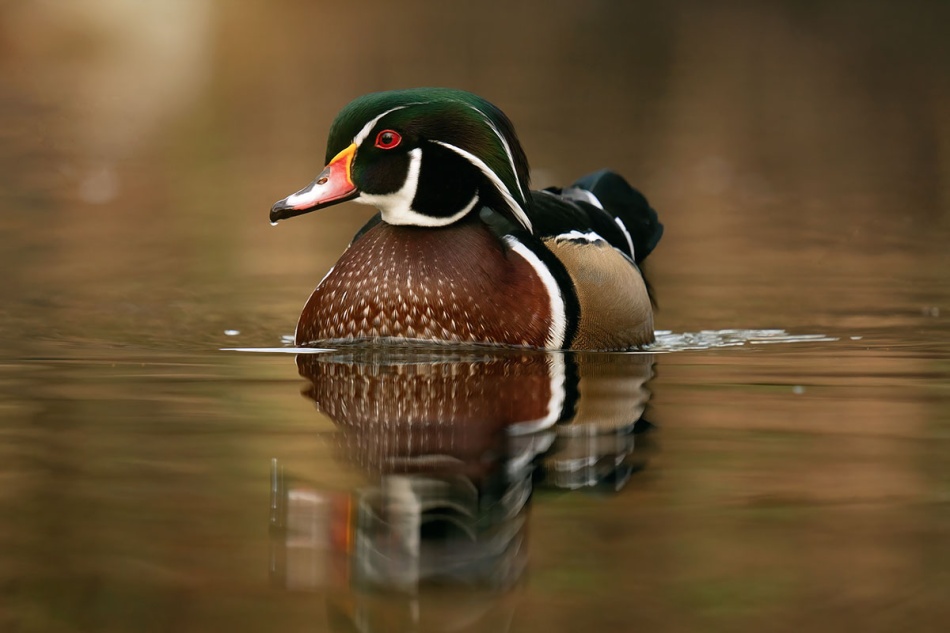 Karolinka. . Zdjęcie 337310