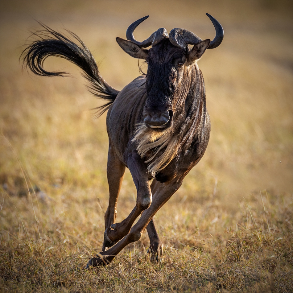 rybo_lub - Dokąd gna Gnu. . Zdjęcie 318462