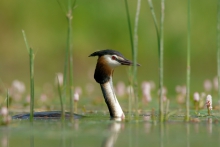 Perkoz