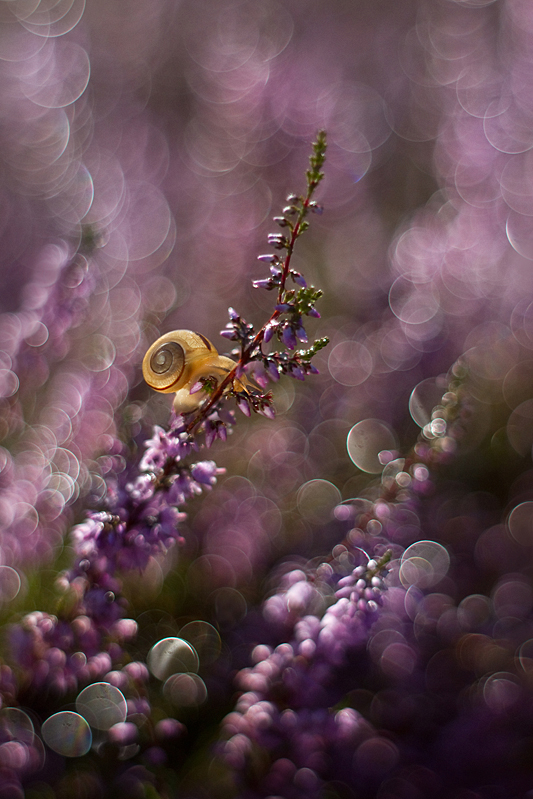 agnez - Wrzosowisko. Pentacon 50/1.8. Zdjęcie 127552