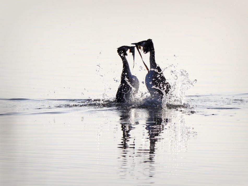 Bliskość. . Zdjęcie 338686