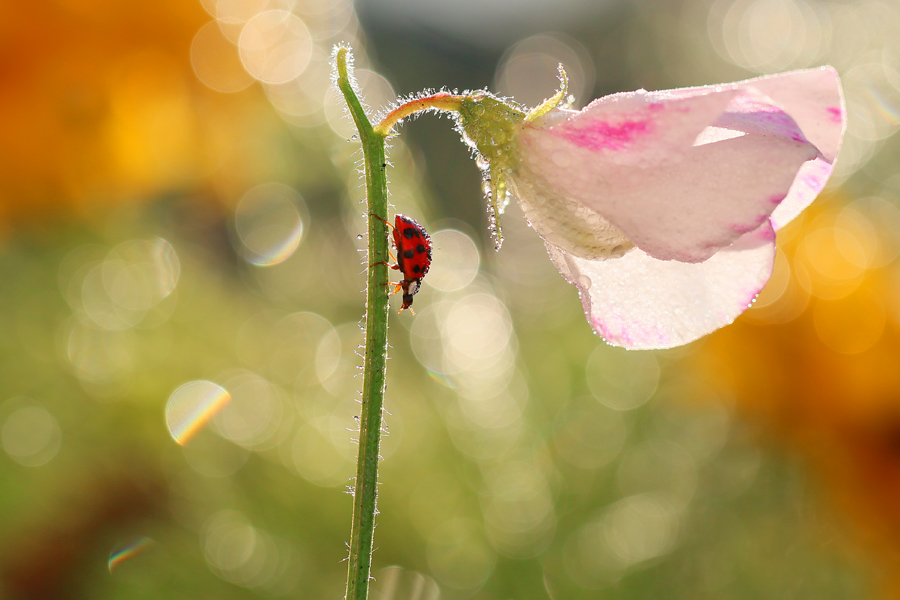 bluejeans - Czas wracać. . Zdjęcie 130945