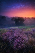 PURPLE MORNING II