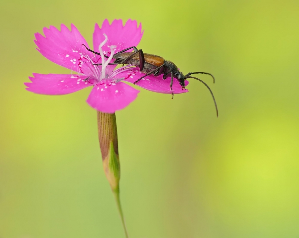 keni - Zmorsznik czerwony (Stictoleptura rubra). PE proszę. Zdjęcie 333699