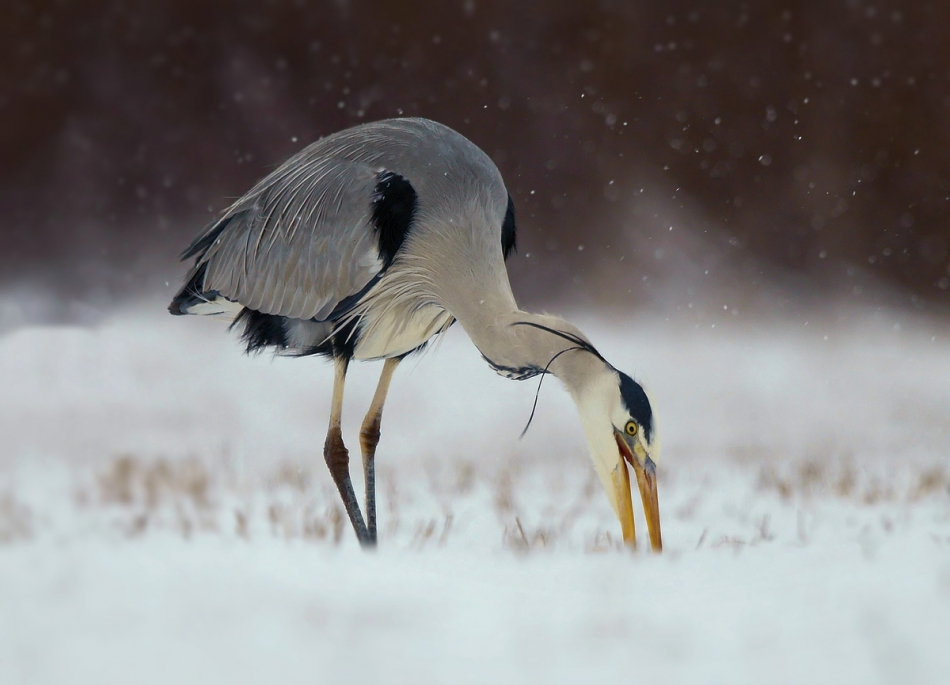 amigamedia - Ciężka zima.  Czapla siwa (Ardea cinerea)  SLT-A99V+Sal70400G; Przysłona: f/5,6; Czas ekspozycji: 1/500 s; ISO: 640; Ogniskowa: 400 mm . Zdjęcie 205355