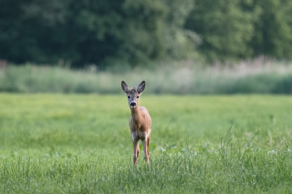cieszka - Gdzie jest mama?. . Zdjęcie 292736