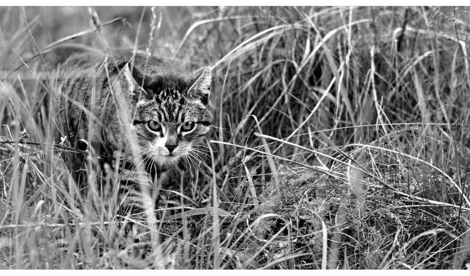 ^^.  . Zdjęcie 337386