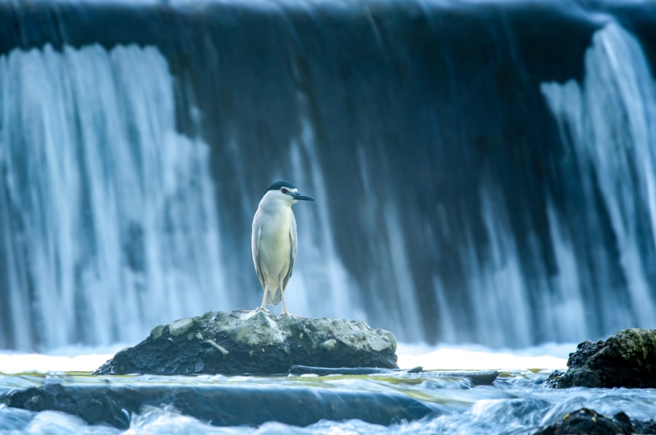 amigamedia - Wodospadu szum. Ślepowron (Nycticorax nycticorax) Przyroda naszego regionu - Skoczów. Wiele godzin w bezruchu i wtopiony w krajobraz,dało wreszcie efekt i bonus,by w tym miejscu zgrały się wszystkie czynniki.Warto było zarwać nockę i połowę dnia