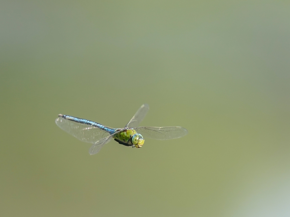 amigamedia - Helikopter.  Husarz władca (Anax imperator) Przyroda naszego regionu - Gorzyce. Sony ILCE-9+Sony SEL200600G FE 200-600mm f/5.6-6.3 G OSS. Przysłona: f/6,3; Czas ekspozycji: 1/2000 s; ISO: 1250; Ogniskowa: 600 mm.. Zdjęcie 316330