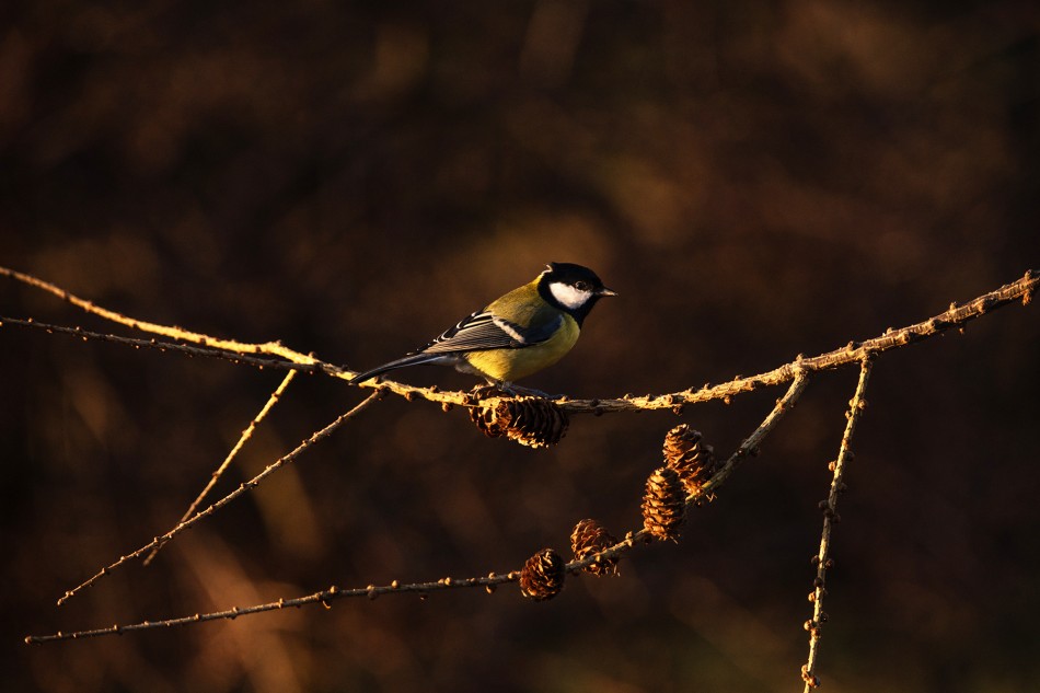 lepszy profil. . Zdjęcie 337863