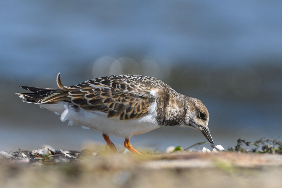 tomeq67 - Kamusznik.. . Zdjęcie 304963