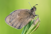 Coenonympha pamphilus
