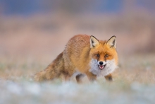 Lis, Fox (Vulpes vulpes...