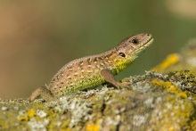Młoda zwinka 