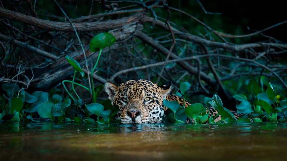 Pan dwóch światów. W świecie kotowatych jaguar to pod wieloma względami wyjątkowy gatunek. Podczas gdy większość jego krewnych unika wody, on czuje się w niej niczym ryba ;).  Pantanal, Brazylia. Zdjęcie 337020