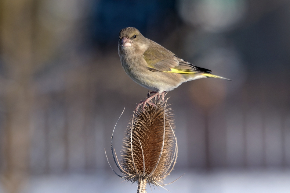 roman53 - . . Zdjęcie 297226