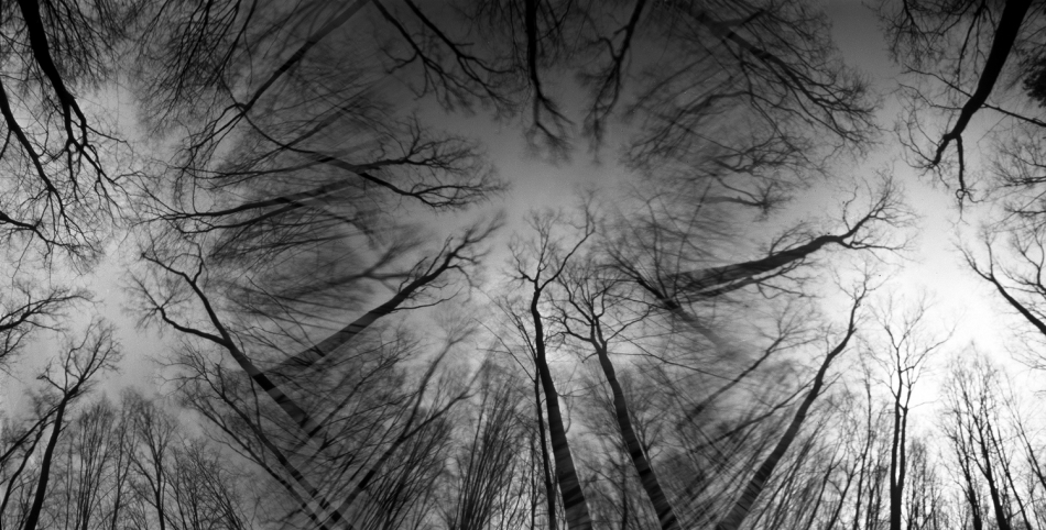 ijon_cor - . Z lasu. Fomapan 100, R09 1+50.. Zdjęcie 325665