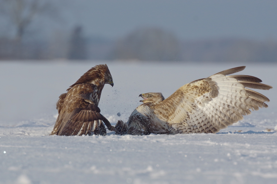 przyb - . . Zdjęcie 283409