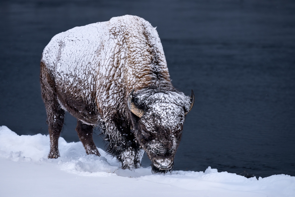 Lilen - Śnieżna istota. Bizony zamieszkujące Park Narodowy Yellowstone muszą stawić czoła ekstremalnym warunkom zimowym. Intensywne opady śniegu pokrywają grubą warstwą trawę, co utrudnia dostęp bizonom do pożywienia. . Zdjęcie 321550