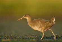 Clapper Rail ( Rallus l...
