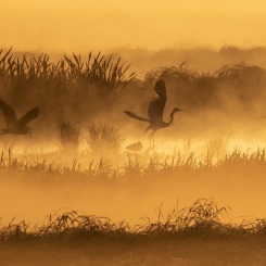 Duchy bursztynowego rozlewiska