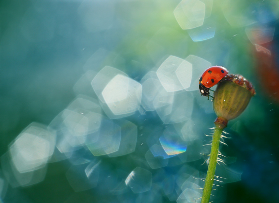 bluejeans - Koniec z makami. . Zdjęcie 113861