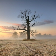 The Oak II
