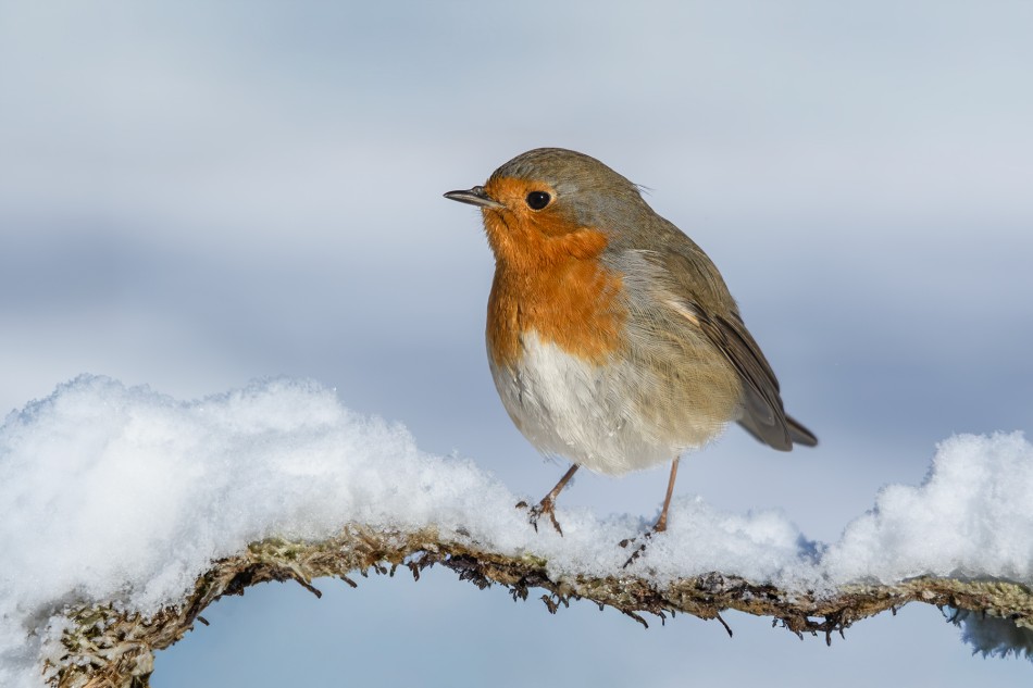 Rudzik. . Zdjęcie 339184