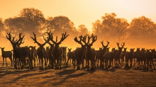 Herd of Milu deer