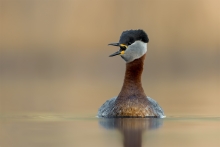 Perkoz