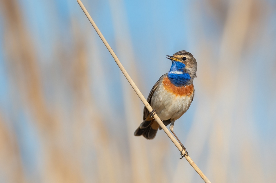 raftik - Podróżniczek, Bluethroat (Luscinia svecica) ... . . Zdjęcie 313267