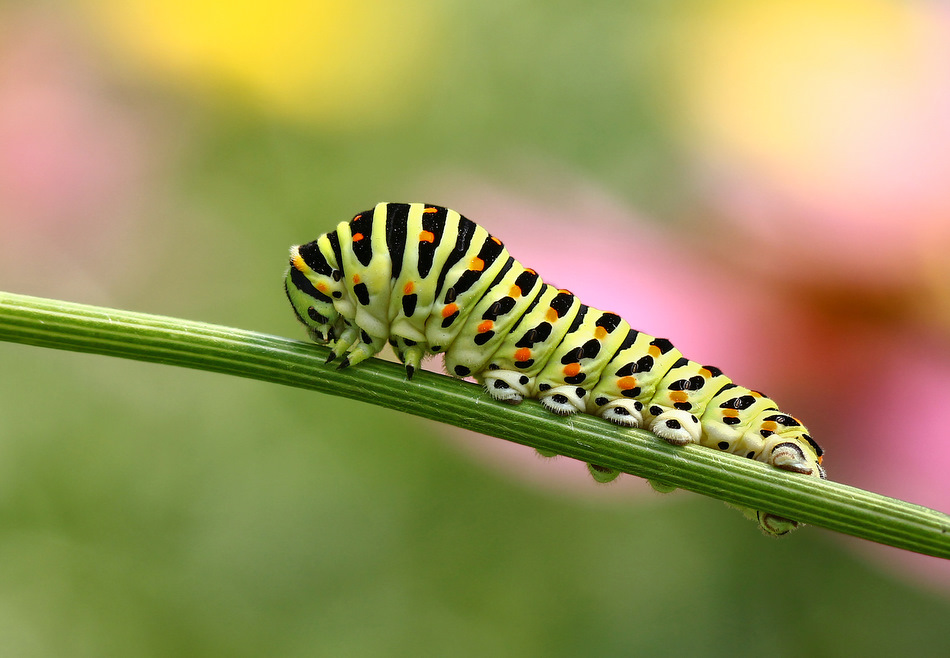 ktosiu - *. Gąsiennica pazia królowej. Zdjęcie 34318
