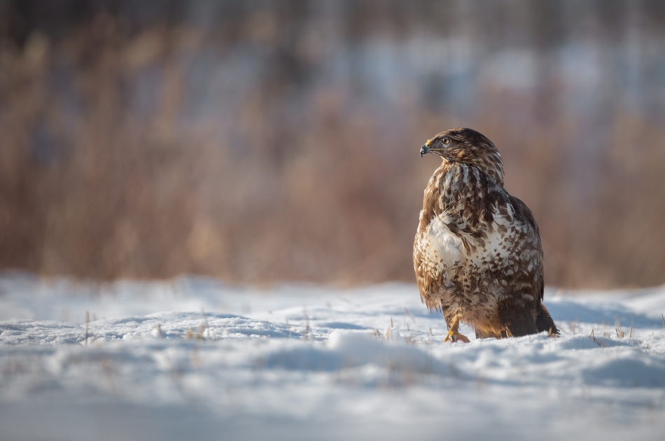 marcinmm - Myszołów zwyczajny ( Buteo buteo ). . Zdjęcie 316356