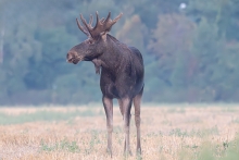 Łosiem po szóstej