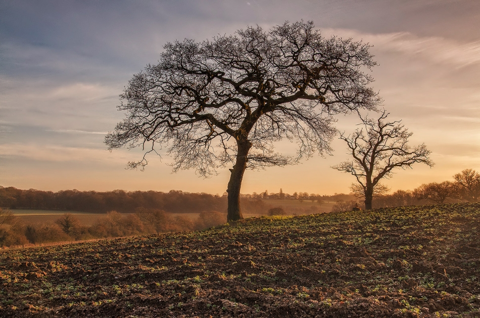 maniak666 - trees. http://www.youtube.com/watch?v=UWHEcIbhDiw. Zdjęcie 109534